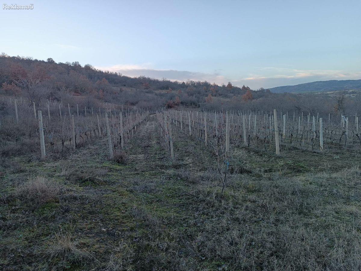 VINEYARD WITH ORCHARD FOR SALE - CHELOPEK, KUMANovo