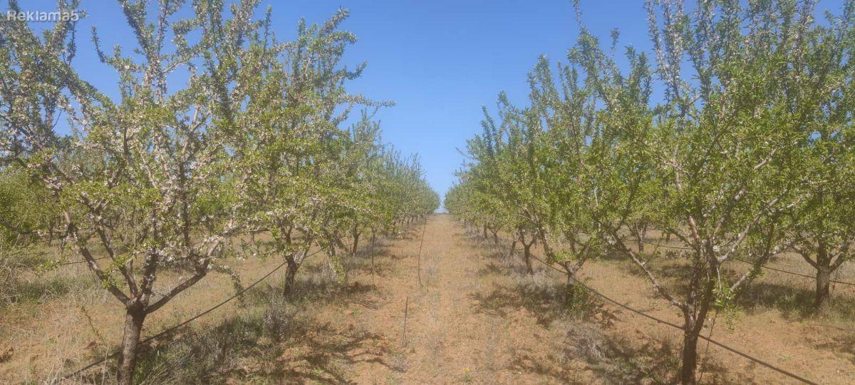 Field, orchard with almonds for sale